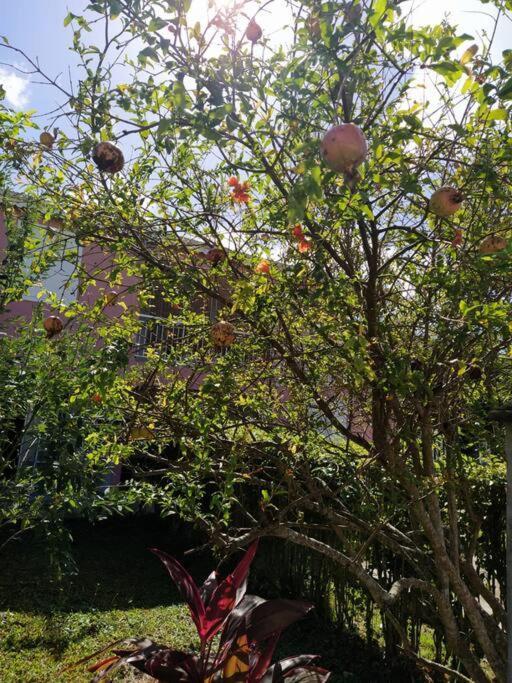 Dous'Inn Kreyol Appartement Avec Free Wifi Grand-Bourg  Luaran gambar